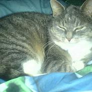 Huskat Mugge.