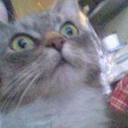 Huskat Mugge.