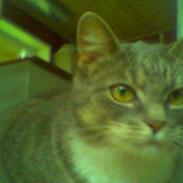 Huskat Mugge.