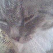 Huskat Mugge.
