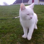 Huskat Tumle R.I.P 12/03-2012