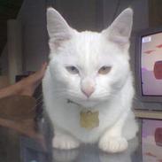 Huskat Tumle R.I.P 12/03-2012