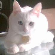 Huskat Tumle R.I.P 12/03-2012