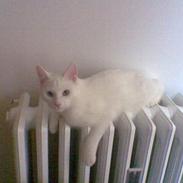 Huskat Tumle R.I.P 12/03-2012