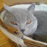 British Shorthair Apiatifs blue O'Malley