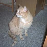 Huskat Junior (R.I.P) :(