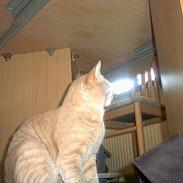 Huskat Junior (R.I.P) :(