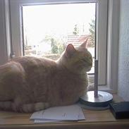 Huskat Junior (R.I.P) :(