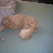 Huskat Junior (R.I.P) :(