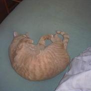 Huskat Junior (R.I.P) :(