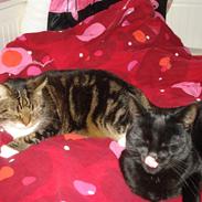 Blanding af racer Frida