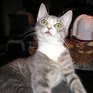 Blanding af racer Isis