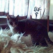 Blanding af racer Isis