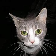 Blanding af racer Isis