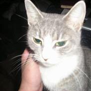 Blanding af racer Isis