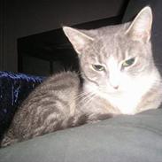 Blanding af racer Isis