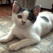 Blanding af racer Mille