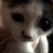 Blanding af racer Mille