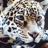 Blanding af racer Mille