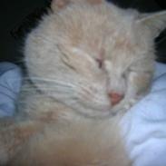 Blanding af racer Flødebolle