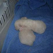 Blanding af racer Flødebolle