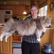 Maine Coon ( big ) DØD *R.i.p*