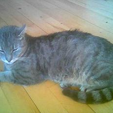 Huskat Sigurd (Sigge) DØD