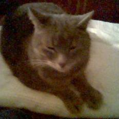 Huskat Sigurd (Sigge) DØD