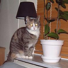 Huskat Tilde (Skal ha´ babyer!)