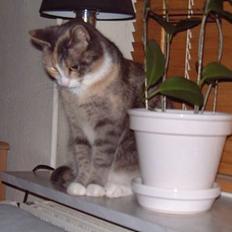 Huskat Tilde (Skal ha´ babyer!)