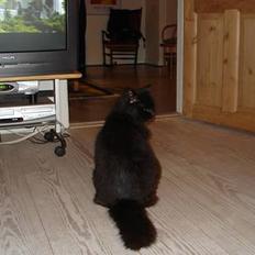 Blanding af racer Bamse - Himmelkat ??