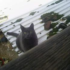 Blanding af racer Gråmis