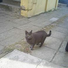 Blanding af racer Gråmis