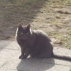 Blanding af racer Gråmis