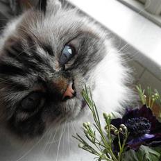 Hellig Birma Wehnerts Max