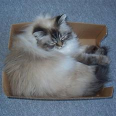 Hellig Birma Wehnerts Max