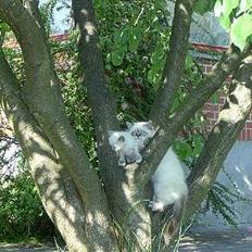 Hellig Birma Wehnerts Max