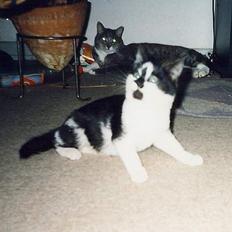 Blanding af racer Simba