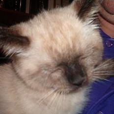 Blanding af racer Bina