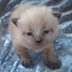 Blanding af racer Bina