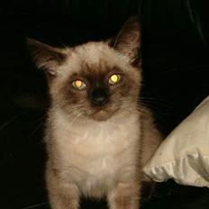 Blanding af racer Bina