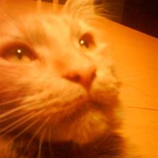 Blanding af racer  Maincoon Sigurd