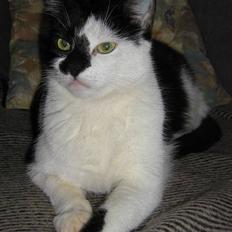 Blanding af racer Quinita