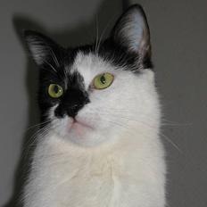 Blanding af racer Quinita