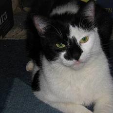 Blanding af racer Quinita