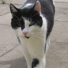 Blanding af racer Bassedrengen