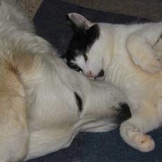 Blanding af racer Bassedrengen