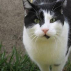 Blanding af racer Bassedrengen