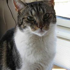 Blanding af racer Miv