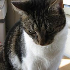 Blanding af racer Miv